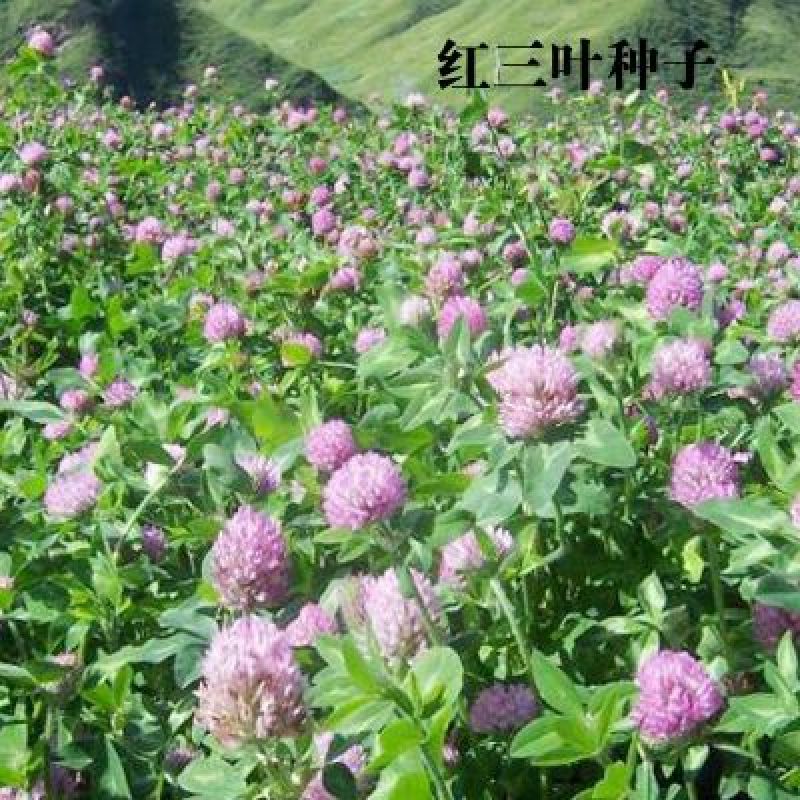 红三叶种子包衣有售，五斤包邮