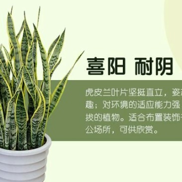 虎皮兰