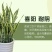 虎皮兰