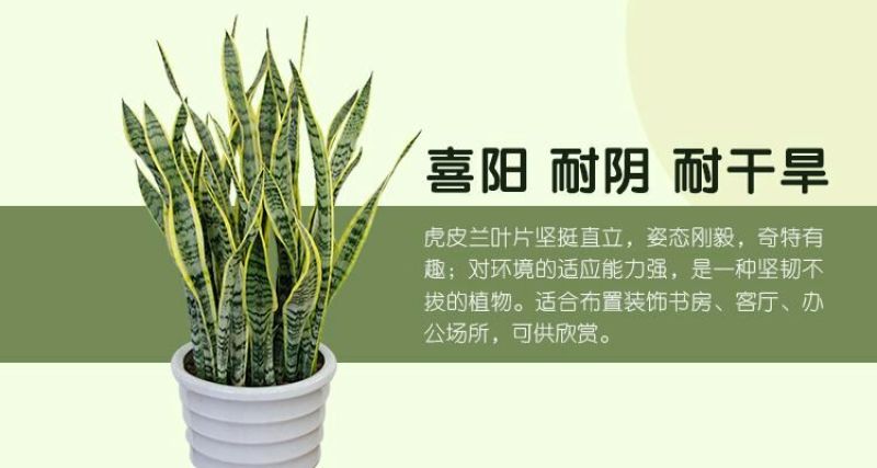 虎皮兰