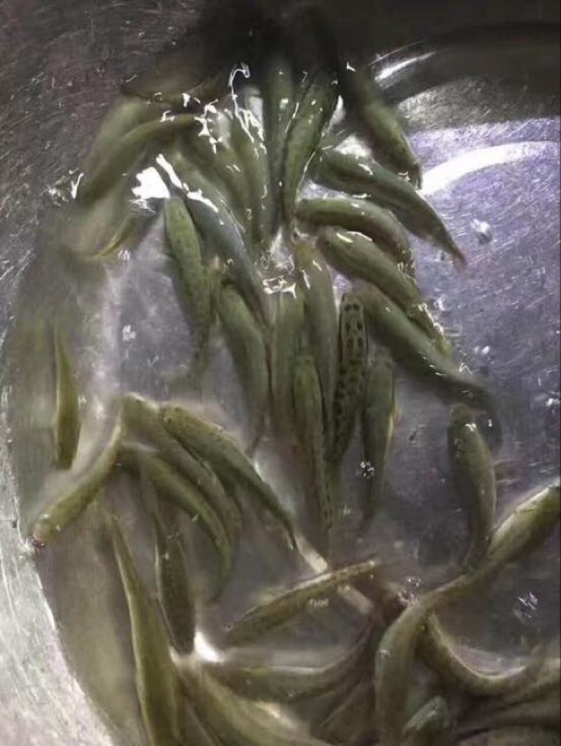 黑鱼苗乌鱼苗生鱼苗斑鱼苗，生斑鱼苗，花斑鱼苗
