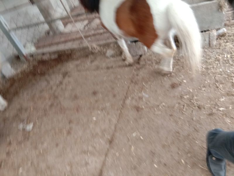 矮马100~200kg