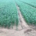 基地大金沟韭菜出口专用。