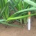 基地大金沟韭菜出口专用。