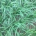 基地大金沟韭菜出口专用。