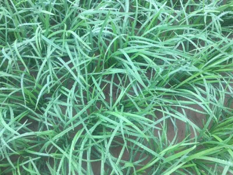 基地大金沟韭菜出口专用。