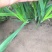 基地大金沟韭菜出口专用。