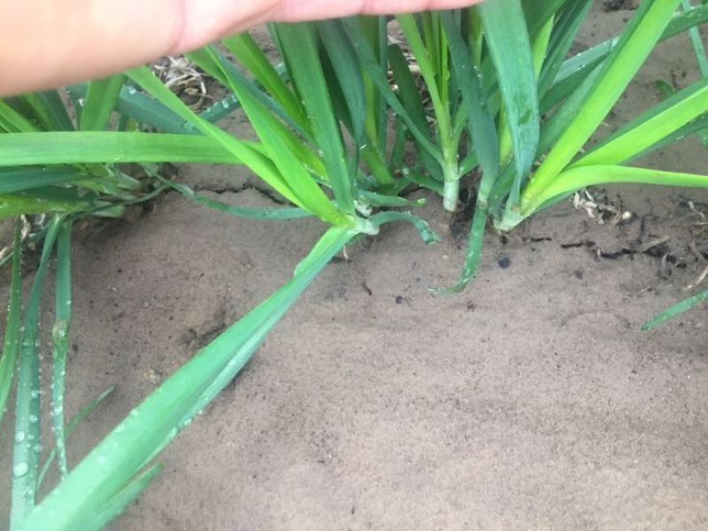 基地大金沟韭菜出口专用。