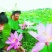 观赏藕