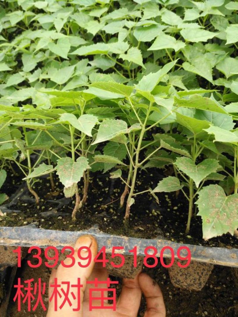 楸树苗10~20cm