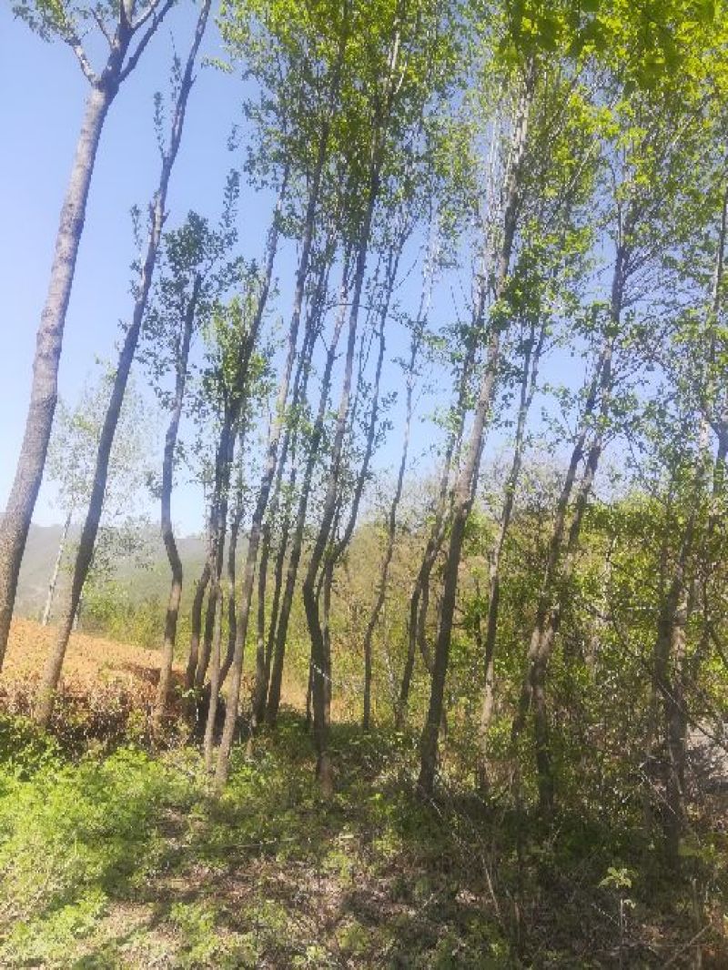 杜仲树6~8cm6~8cm3.5~4米