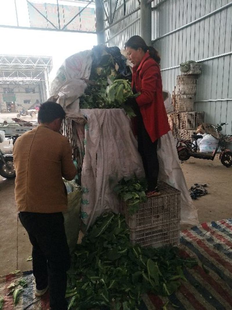 有机松花菜2斤适中乳白产地代办托运可打冷等