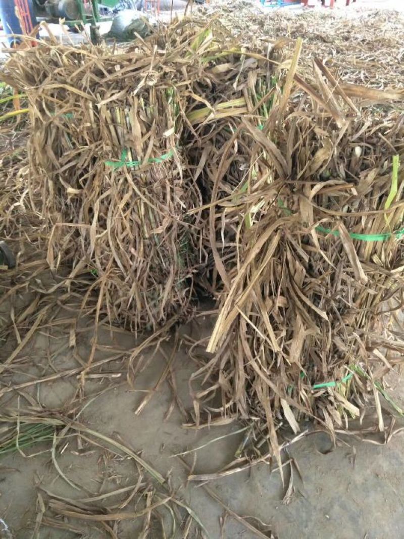 甜象草种节一节两棵芽
