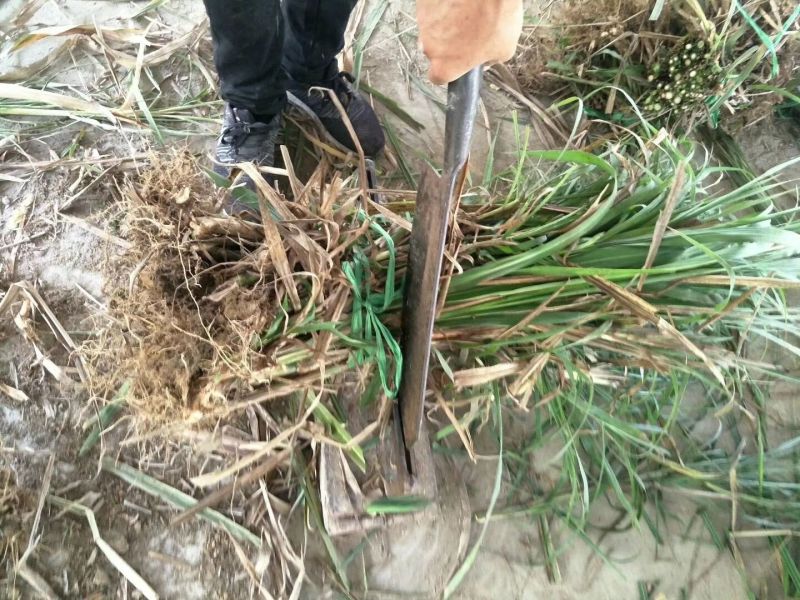 甜象草种节一节两棵芽