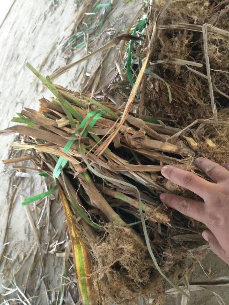 甜象草种节一节两棵芽