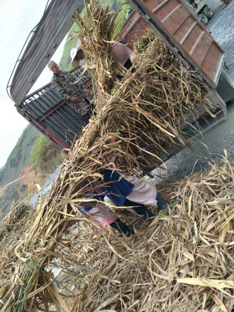 甜象草种节一节两棵芽