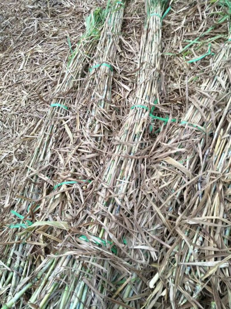 甜象草种节一节两棵芽