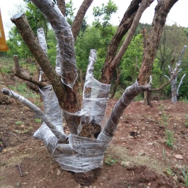 造型树地径10一20cm