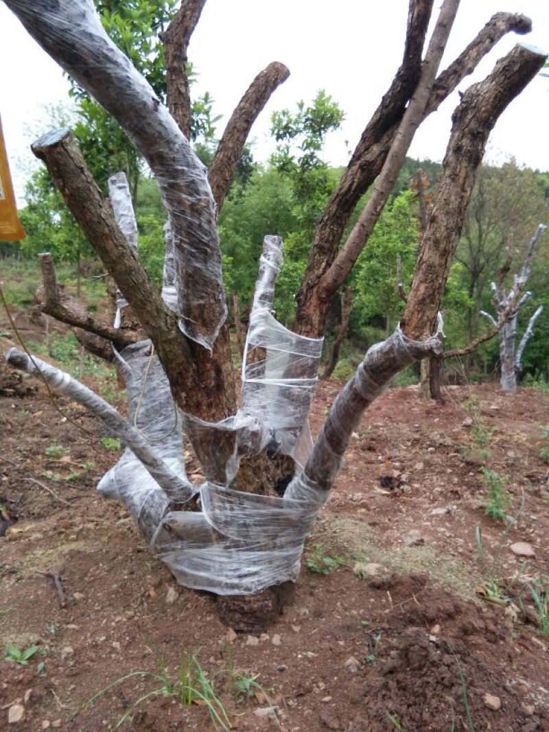造型树地径10一20cm