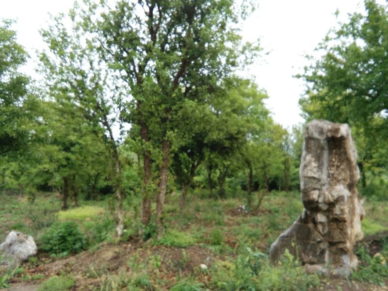 造型树地径10一20cm