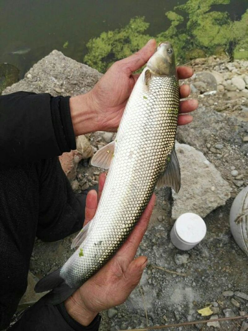 银鳕鱼批发整车有优惠