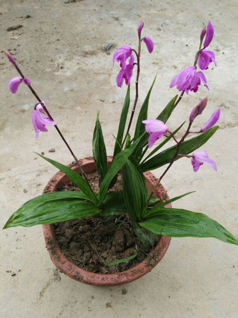 文心兰紫兰