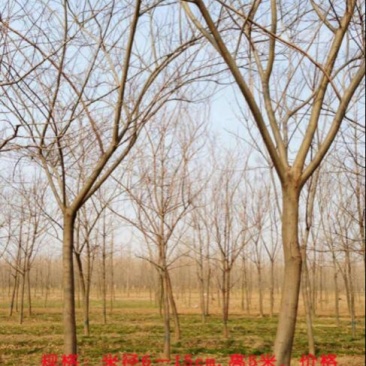 合欢14~16cm