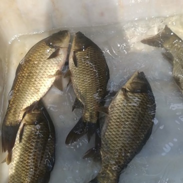 湘云鲫食用