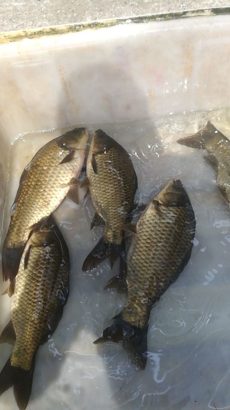 湘云鲫食用