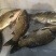 湘云鲫食用