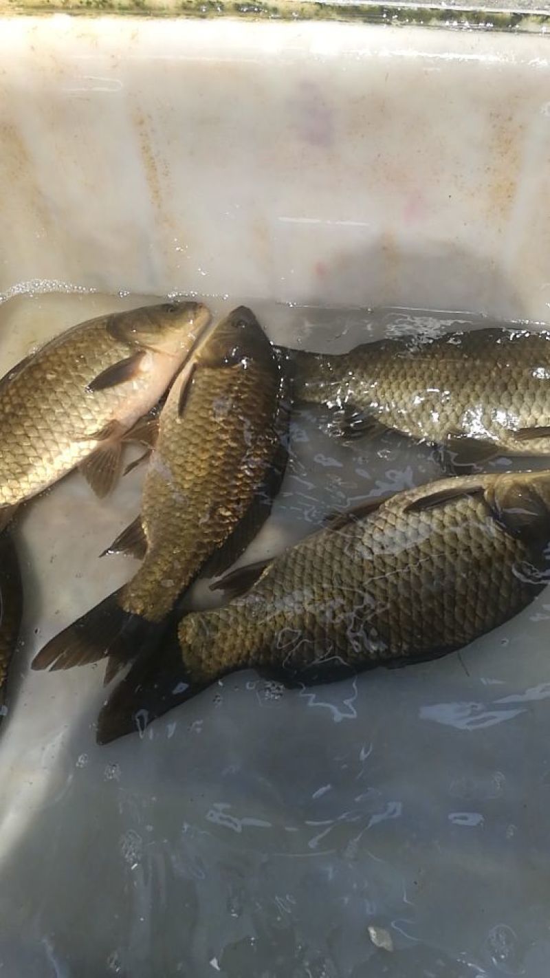 湘云鲫食用