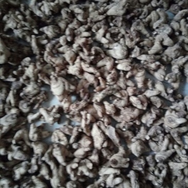 三叉白芨通货干货