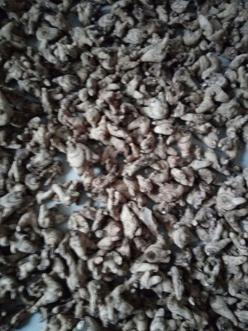 三叉白芨通货干货
