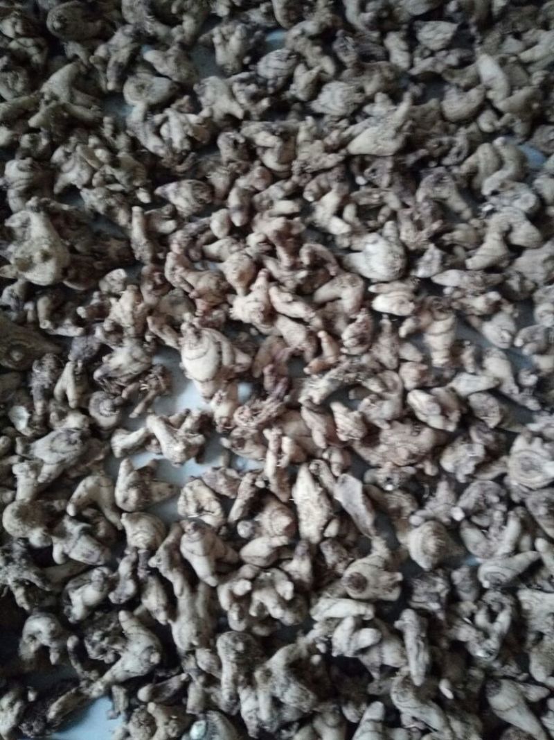 三叉白芨通货干货