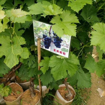 夏黑葡萄苗30cm以下0.5年