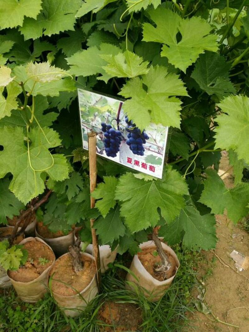夏黑葡萄苗30cm以下0.5年