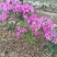杜鹃20cm以上1.5~2米