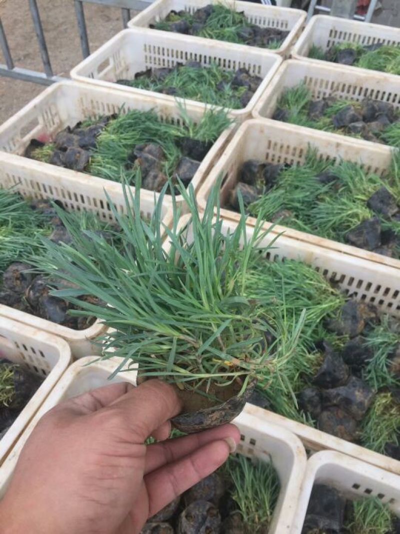 常夏石竹