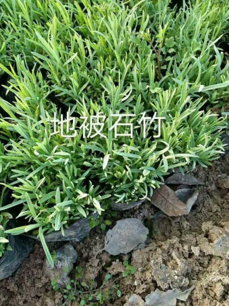 常夏石竹