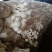白茶树菇特级产地直销冷库保存不变色