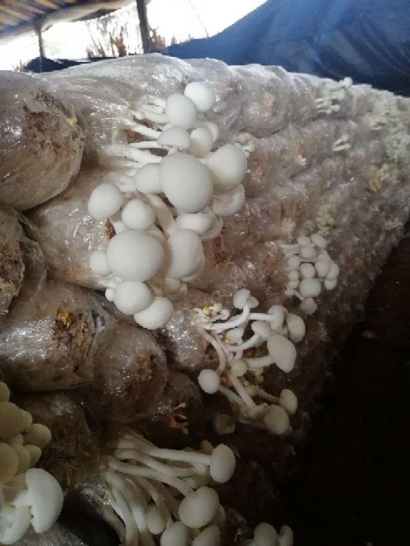 白茶树菇特级产地直销冷库保存不变色