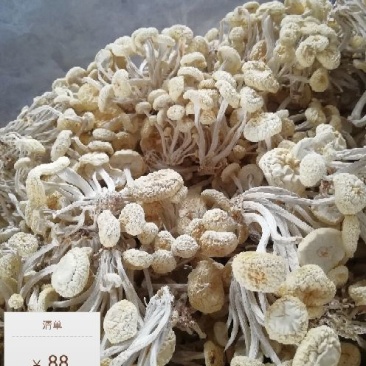 白茶树菇特级产地直销冷库保存不变色