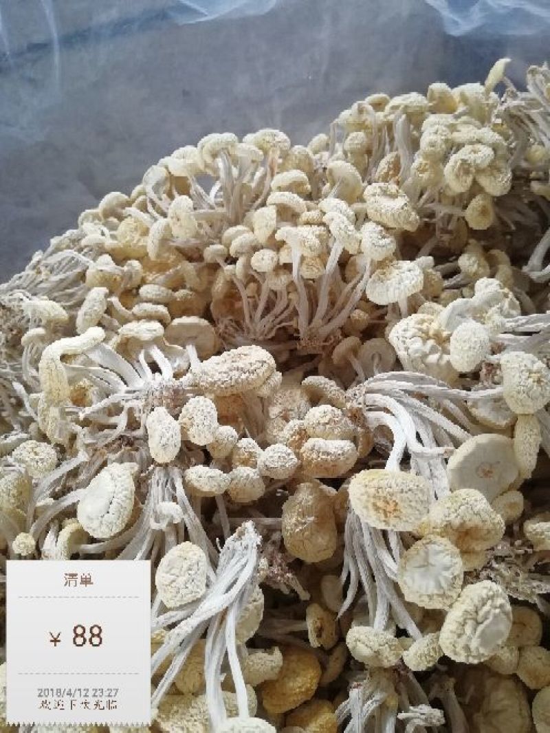 白茶树菇特级产地直销冷库保存不变色