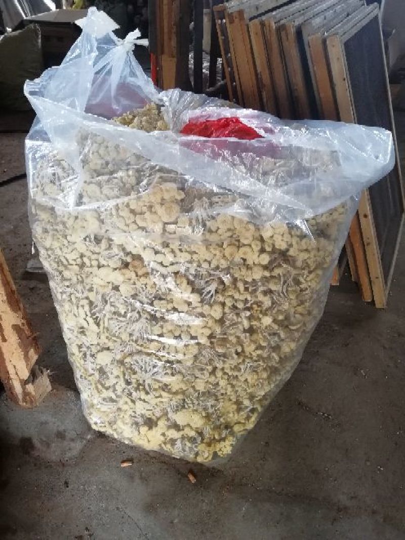 白茶树菇特级产地直销冷库保存不变色