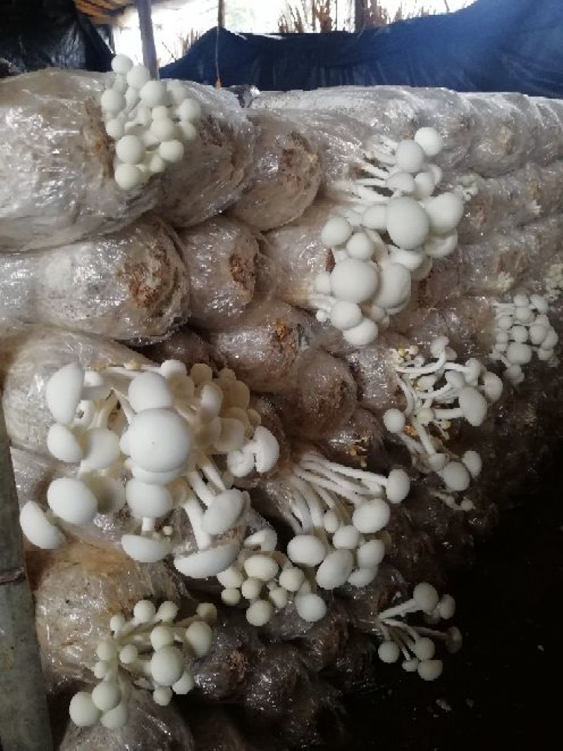 白茶树菇特级产地直销冷库保存不变色