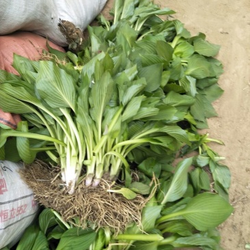 庭院地被绿植玉簪花苗玉簪绿植玉簪绿化工程苗木一手货源
