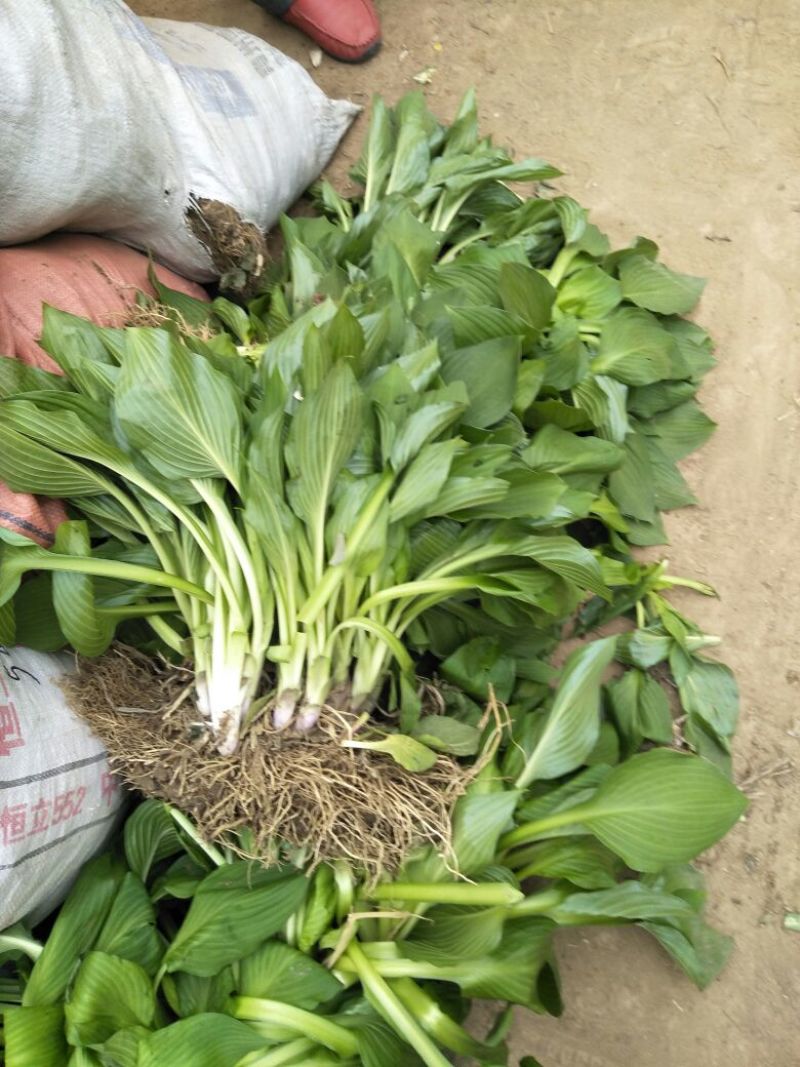 庭院地被绿植玉簪花苗玉簪绿植玉簪绿化工程苗木一手货源