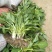 庭院地被绿植玉簪花苗玉簪绿植玉簪绿化工程苗木一手货源