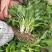 庭院地被绿植玉簪花苗玉簪绿植玉簪绿化工程苗木一手货源