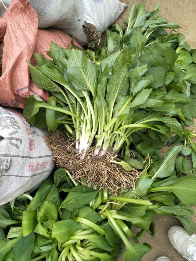 庭院地被绿植玉簪花苗玉簪绿植玉簪绿化工程苗木一手货源